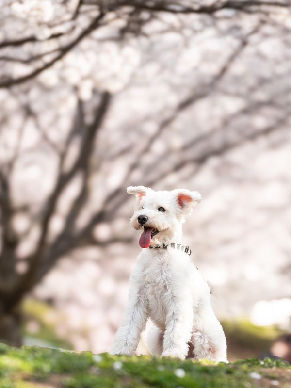 ペットと撮る