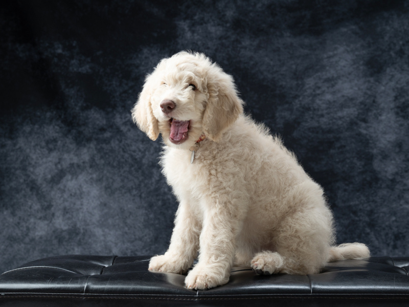 ペット写真長野