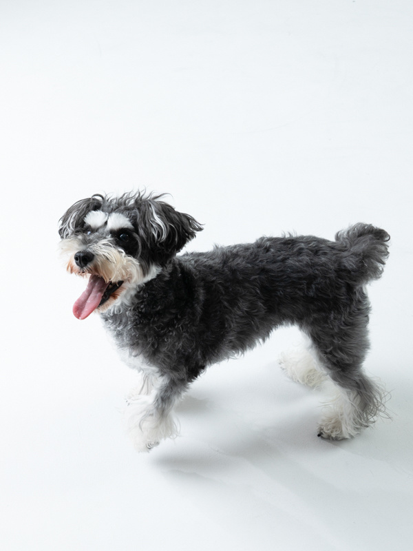 わんちゃん撮影