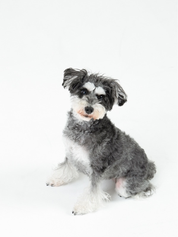 わんちゃん撮影