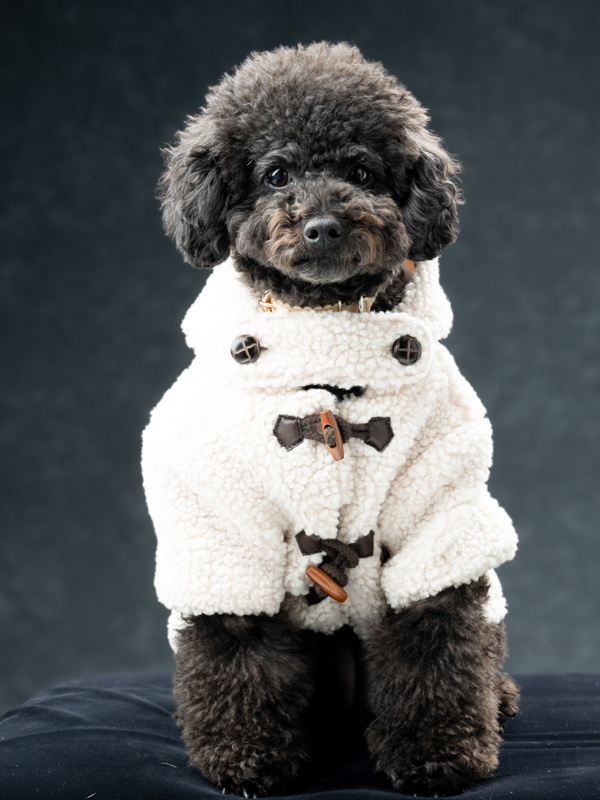 わんちゃん撮影