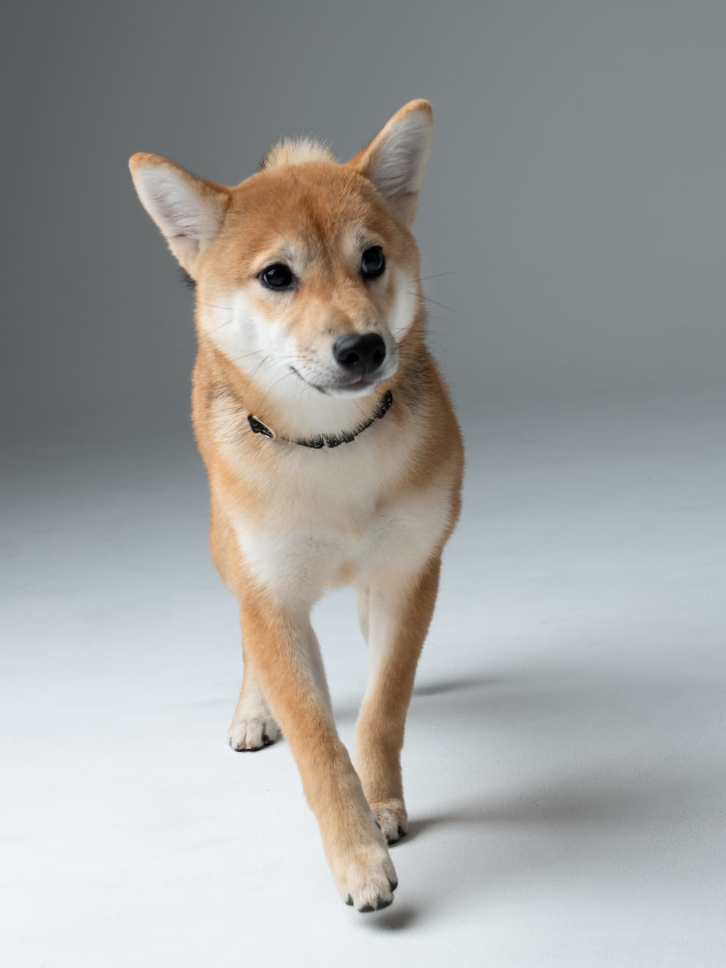 わんちゃん撮影