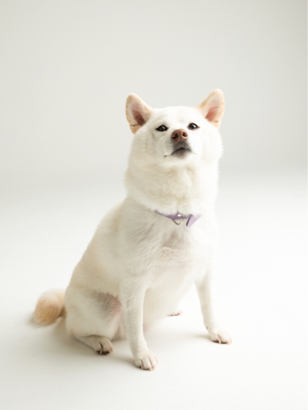 わんちゃん撮影