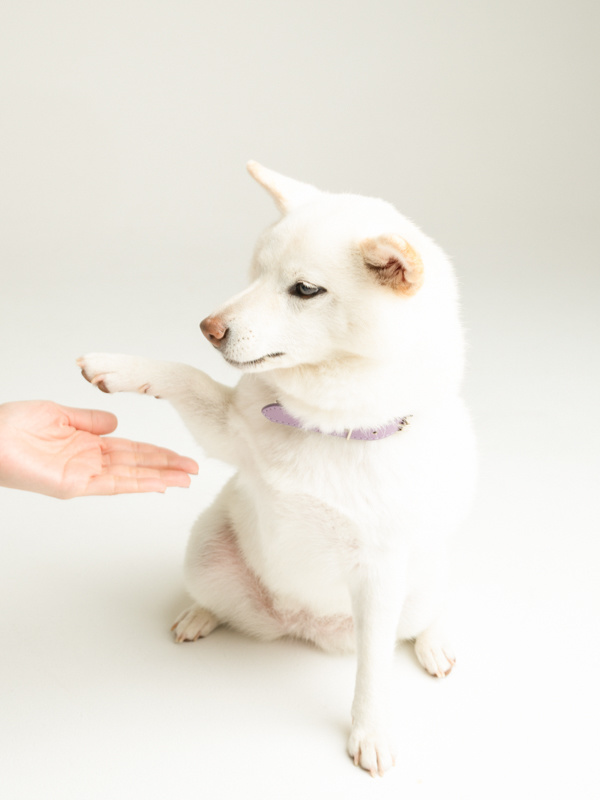 わんちゃん撮影